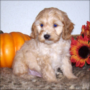 Cute Cockapoo Puppies For Good Homes
