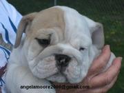 SPUNKY  ENGLISH BULLDOG PUPPIES READY TO JOIN A NEW HOME