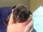 Adorable Beagle x puppies