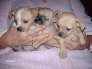 cute and lovely chihuahua puppies for good homes