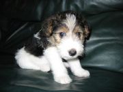 beutiful Fox Terrier-Wire Puppies for sale