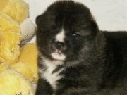 Akita Puppies for sale now