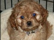 Cockapoo Puppies for sale NOW
