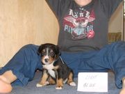 Greater Swiss Mountain Dog Puppies for sale now