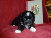 Shih Tzu Puppies for sale now