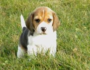 Well composed and home raised  beagle puppy for  rehoming