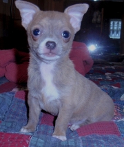 Cute and Adorable Chihuahua Puppy ready to go now