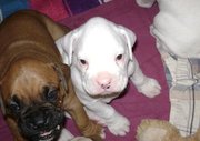 Active and Sensitive Boxer puppies for rehoming