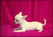 chihuahua puppies free to a good home 