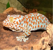lizard Gecko or  tokek