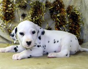 Dalmatian  dog   for sale 