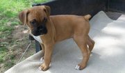 Fawn Boxer   Puppies 