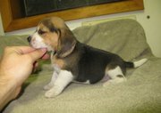 Beagle   puppies 