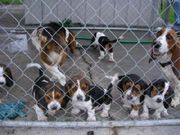  Tri Colored Basset Hound Puppies