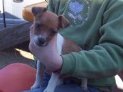 Three Jack Russells for Sale 
