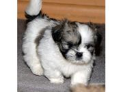 Lhasa Apso for Sale