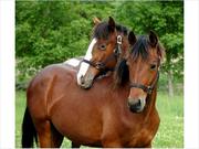Two friesian horses - Dane and Lacca