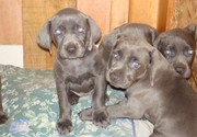Pair of Weimaraner Puppies For Sale