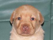 Adorably good Labrador Retriever puppies for sale