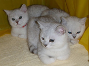 Three Affectionate british short hair kittens ready to go now