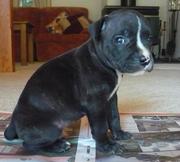 Puppies for sale american bull x staffy