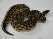 well tamed  and socailised reptiles for sale