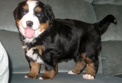 Bernese Mountain Dogs For Sale 