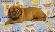 kids loving  Dogue De Bordeaux for new house hold 