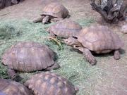 Very good pairs Sulcata,  Aldabara,  and Radiated tortoises available fo