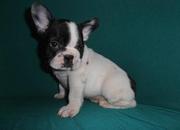 S turning pointing French Bulldog Puppies for pets lovers.
