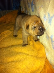 Pure Breed Shar Pei Pups for Sale