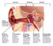 Audiology Australia Services