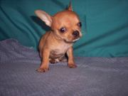 AKC REG. T-CUP TINY CHIHUAHUA MALE PUPPY $450.00
