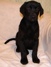 Good looking Labrador puppies for sale
