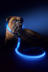 Find Led Dog Collar Light in Melbourne by Squeaker
