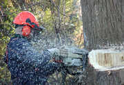 Tree Removal Services Melbourne Victoria