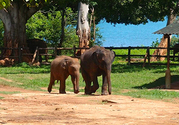 Join our Sri Lank adventure group tours packages from Australia!