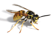    Are You Looking For Wasp Removal & Control Services In Melbourne ?