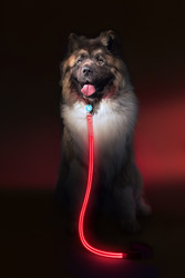 Lighted Dog Collars for Sale - Squeaker Dogs