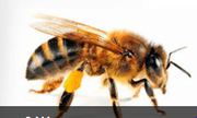 Dawson’s Australia Provide Bee Removal Service in melbourne