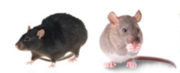 Commercial Pest and Rat Control Service in Melbourne