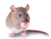 Rat Removal and Commercial Pest Control Service in Melbourne