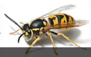 Dawson’s Australia Provides Bee Removal and Commercial Pest Control 