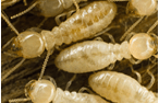 Dawson’s Australia Provides Termite Protection Services in Melbourne