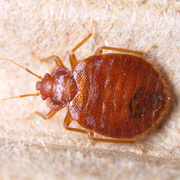 Control Bed Bugs From Your Home