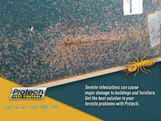 Get Rid of Termites – One of the Most Dangerous Insects that can Damag