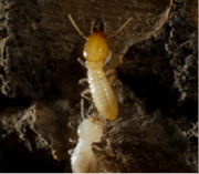 Termite Protection in Melbourne - Dawson’s Australia