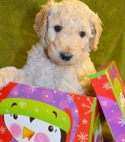 Standard Poodle Puppies for sale