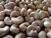 Cashew Nuts WW450,  WW320,  WW240,  SP,  LP