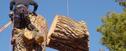 Tree Removals Melbourne